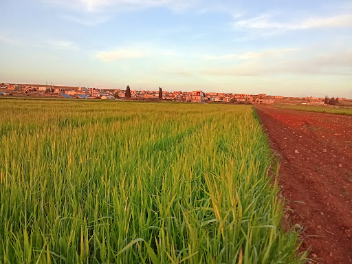 مكتب الفجر لتجارة السيارات