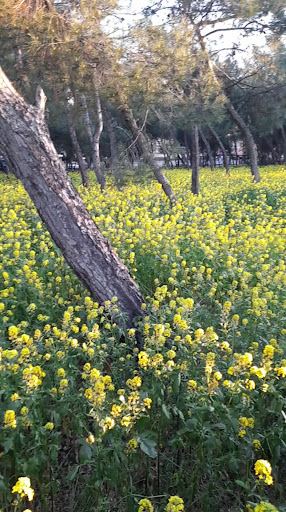 روضة شام الصياح