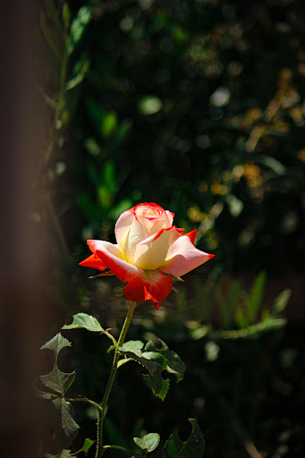 H&M Asad photography