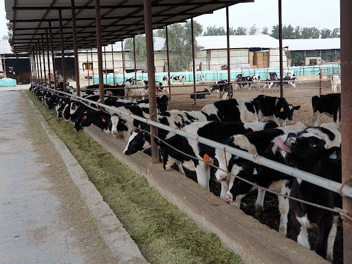 الشركة الكويتية المتحدة للألبان